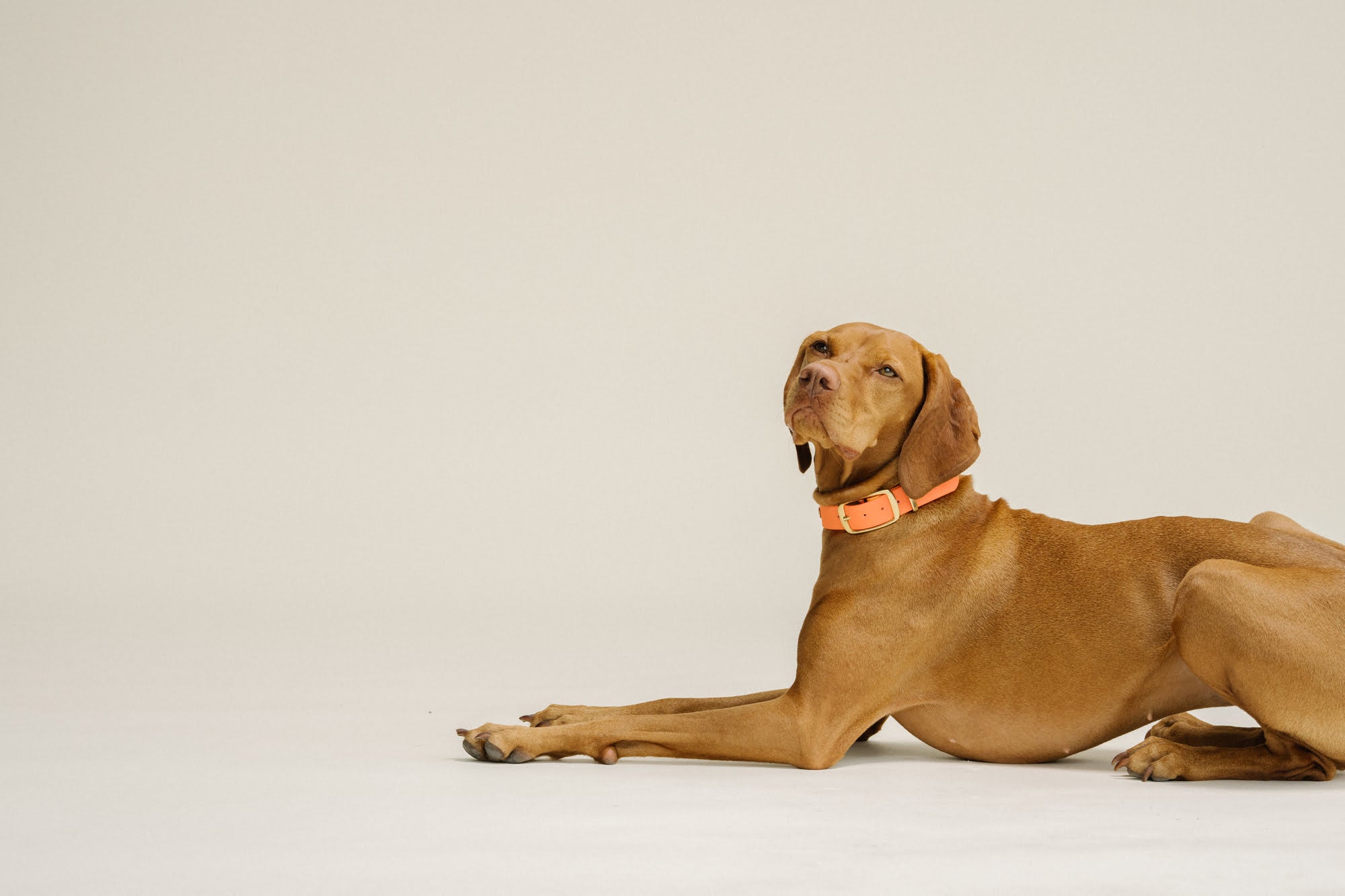 Add Phone number - Default Title - Gula Dog Care