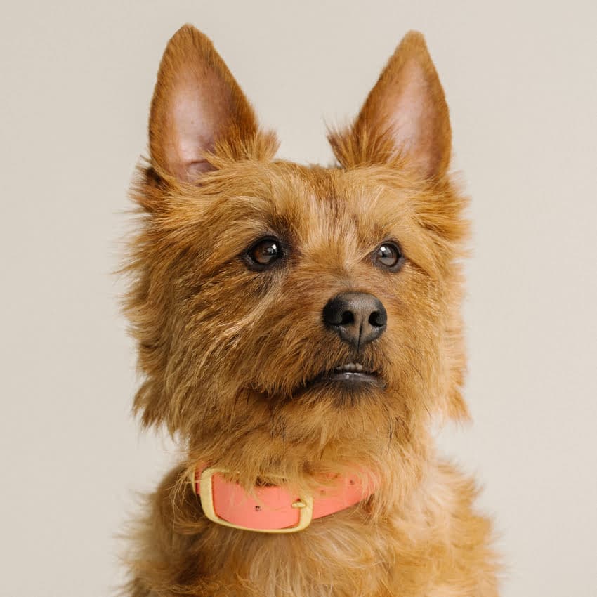 Australische terrier halsband Oranje & Roze
