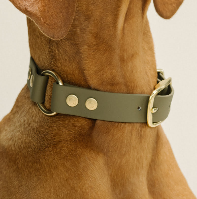 Honden halsband olijf groen - Vizsla