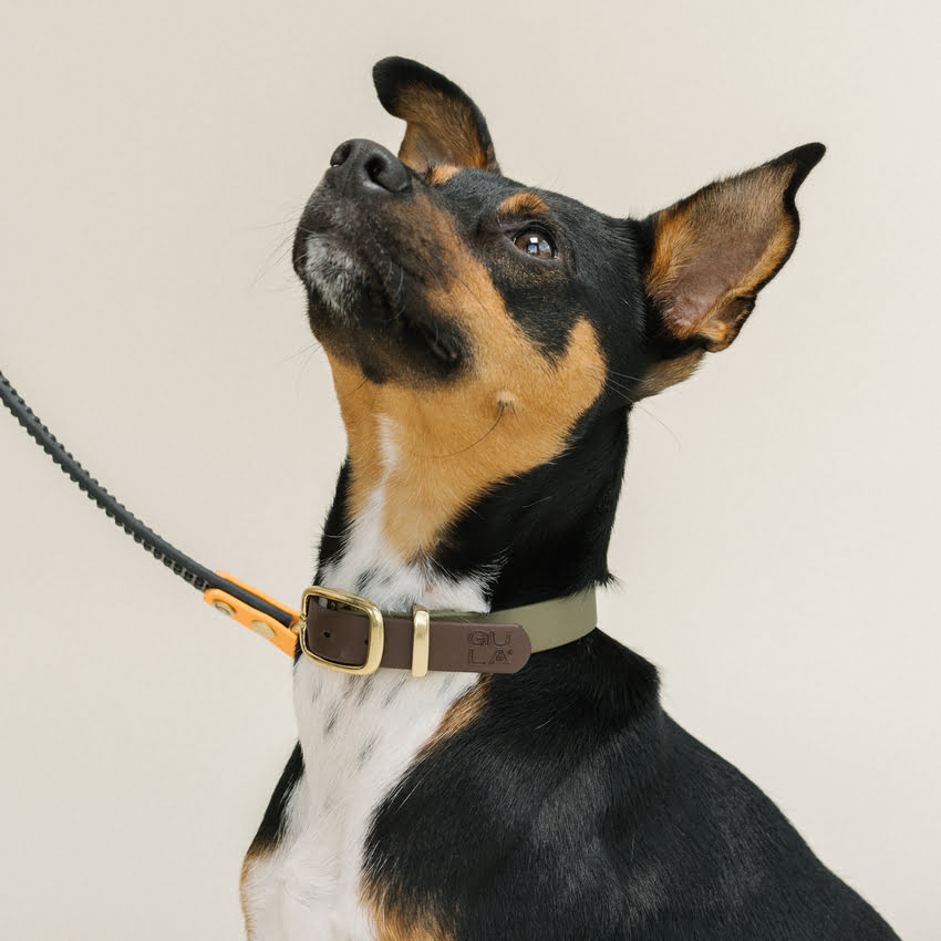 Hond met halsband Olijf Groen & Bruin - GULA Dog Care