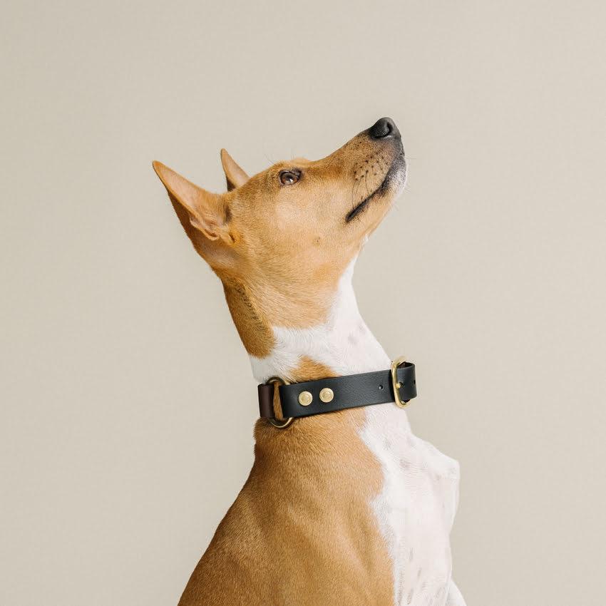 Zwart & Bruin honden halsband - Basenji - Gula Dog Care