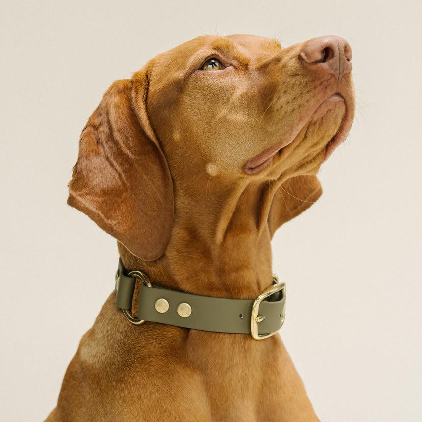Honden halsband olijf groen - Vizsla