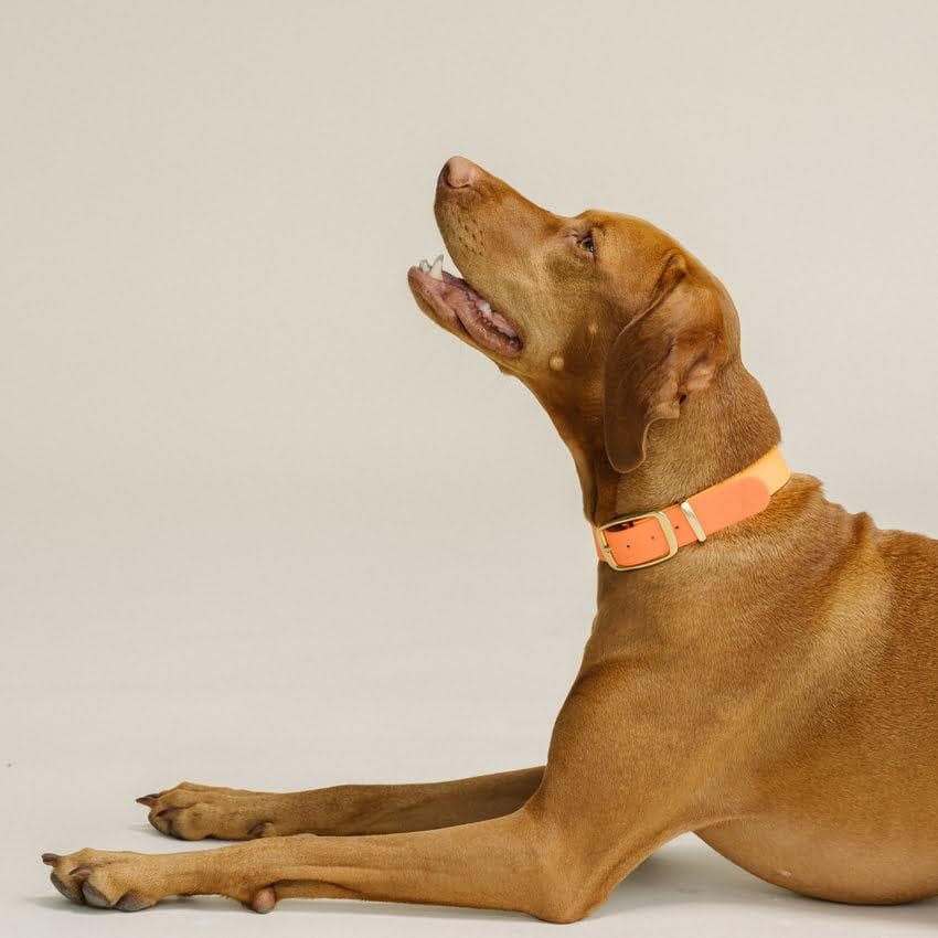 Fel Oranje & Oranje honden halsband - Vizsla