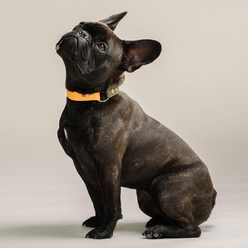 French Bulldog halsband Oranje & Olijf Groen