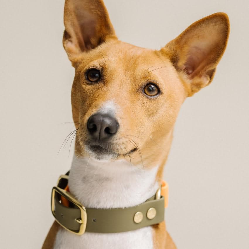 Nachhaltiges Hundehalsband Orange und Olivgrün 20MM (erhältlich